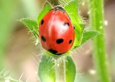 Tekstin Kesäjumppa kaikenikäisille kuva