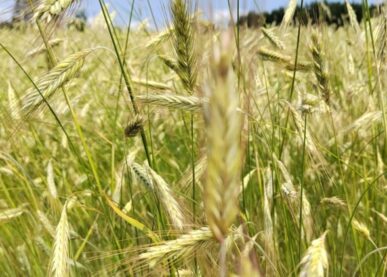 Tekstin Strategiakysely on nyt auki kuva