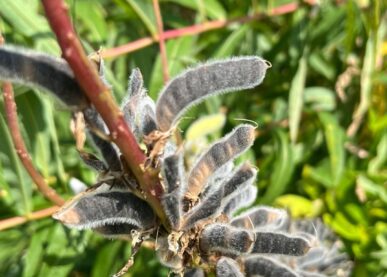 Tekstin Vieraslajit Veks! – webinaari vieraskasvien torjunnasta kuva